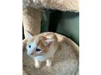 Firefly, Domestic Shorthair For Adoption In Calgary, Alberta