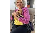 Joy, Labrador Retriever For Adoption In Houston, Texas