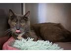 Dabby (fcid# 04/10/2024 - 72 Trainer), Domestic Shorthair For Adoption In