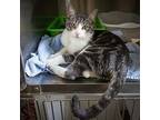 Lionel (fcid# 04/23/2024 - 2 Trainer), Domestic Shorthair For Adoption In