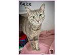 Kelce (fcid# 04/22/2024 - 14 Trainer), Domestic Shorthair For Adoption In
