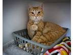 Cheeto (fcid# 04/24/2024 - 55 Trainer), Domestic Shorthair For Adoption In
