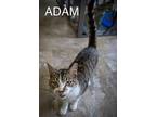 Adam (fcud# 04/10/2024 - 90 Trainer), Domestic Shorthair For Adoption In