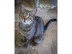 Nessi (fcid# 04/10/2024 - 6 Trainer), Domestic Shorthair For Adoption In