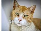 Leon (fcid# 04/23/2024 -63 Trainer), Domestic Shorthair For Adoption In