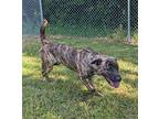 Scottie, American Pit Bull Terrier For Adoption In Hopewell, Virginia
