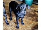 Sunny, Labrador Retriever For Adoption In Jackson, Tennessee