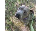 Loki, American Staffordshire Terrier For Adoption In Raleigh, North Carolina