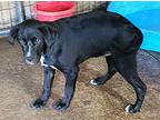 Rex, Labrador Retriever For Adoption In Jackson, Tennessee