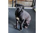 Mary Puppins, Labrador Retriever For Adoption In Jackson, Tennessee