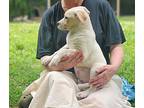Pudding, Labrador Retriever For Adoption In Jackson, Tennessee