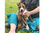 Pickle Clark, American Staffordshire Terrier For Adoption In Jackson, Tennessee