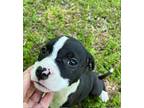 Jaco Spratt, Boston Terrier For Adoption In Jackson, Tennessee