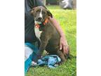 Ollie, American Pit Bull Terrier For Adoption In Jackson, Tennessee
