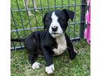Creamy Spratt, Boston Terrier For Adoption In Jackson, Tennessee
