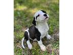 Jinxy Spratt, Boston Terrier For Adoption In Jackson, Tennessee