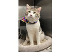 Rosco, Domestic Shorthair For Adoption In Picayune, Mississippi