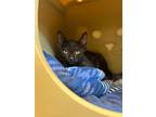 Petra, Domestic Shorthair For Adoption In Fort Myers, Florida