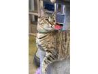 Louisa, Domestic Shorthair For Adoption In Picayune, Mississippi