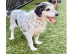 Axel, Jack Russell Terrier For Adoption In Roseville, California