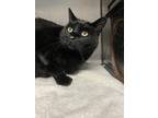 Midnight, Domestic Shorthair For Adoption In Olympia, Washington