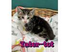 Tater-tot Domestic Shorthair Kitten Male