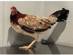 Peckahontas* /s73, Chicken For Adoption In Pomona, California