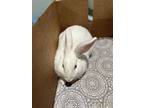 Bunny Pop-up, Other/unknown For Adoption In Pomona, California