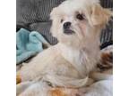 Shih Tzu Puppy for sale in Myrtle Beach, SC, USA