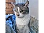 Zeppelin, Domestic Shorthair For Adoption In Rutherfordton, North Carolina