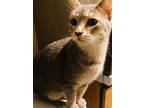 Sophie, Domestic Shorthair For Adoption In Haltom City, Texas