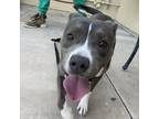 Rollie, American Pit Bull Terrier For Adoption In San Francisco, California