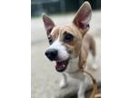 Milky Way, Jack Russell Terrier For Adoption In New Albany, Indiana