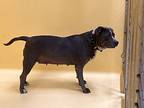 Shaundra, American Pit Bull Terrier For Adoption In San Gabriel, California