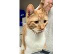 Carlito, Domestic Shorthair For Adoption In Montgomery, Texas