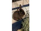 Fozzie Bun, Mini Rex For Adoption In Pflugerville, Texas