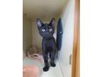 Omen, Domestic Shorthair For Adoption In Pullman, Washington