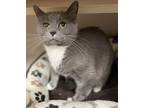 Bean, Domestic Shorthair For Adoption In Clearfield, Pennsylvania