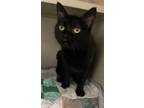 Emily, Domestic Shorthair For Adoption In Clearfield, Pennsylvania