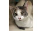 Aspen, Domestic Shorthair For Adoption In Clearfield, Pennsylvania