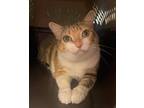 Ezra (& Toodie) Domestic Shorthair Adult Female