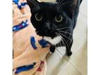 Dates, Domestic Shorthair For Adoption In Chapel Hill, North Carolina