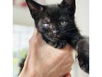 Count Chocula, Domestic Shorthair For Adoption In Chapel Hill, North Carolina