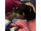 Bruno, Labrador Retriever For Adoption In Chapel Hill, North Carolina