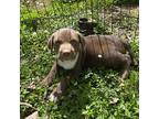 Woody, Labrador Retriever For Adoption In Chapel Hill, North Carolina