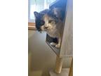 Norma, Calico For Adoption In Plymouth, Minnesota