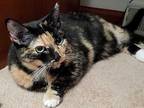 Nibbles, Calico For Adoption In Harleysville, Pennsylvania