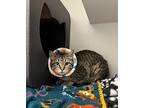 Thelma, Domestic Shorthair For Adoption In Dearborn, Michigan