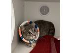 Louise, Domestic Shorthair For Adoption In Dearborn, Michigan