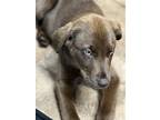 Frankie, Labrador Retriever For Adoption In St Louis, Missouri